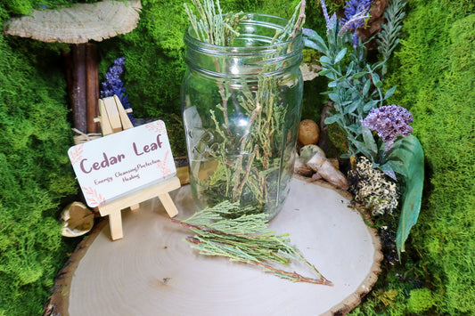 Cedar Leaf